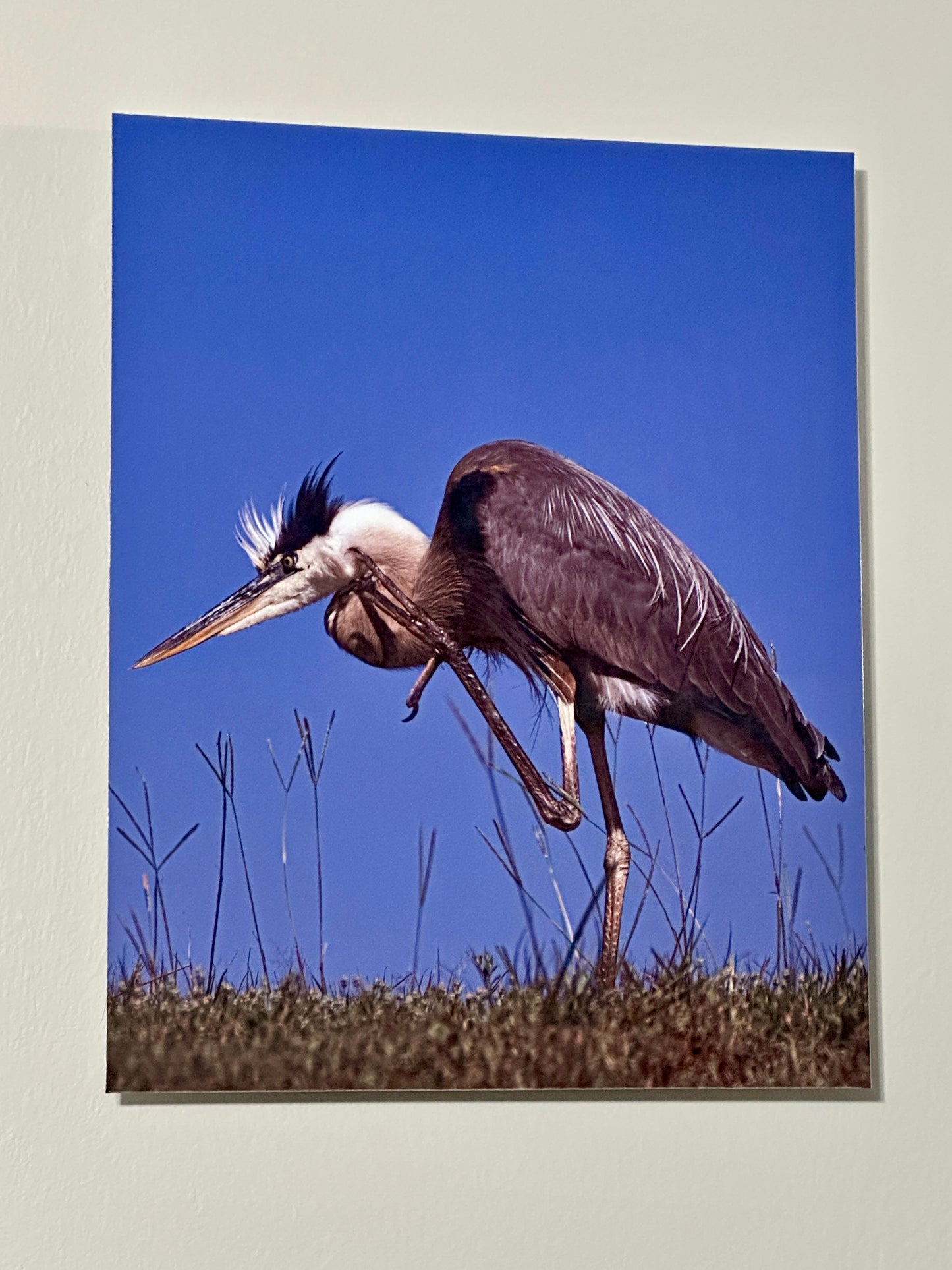 Custom Metal Print